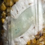 Unlocking the Transformative Power of Fungi